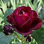 IMG_3069.jpeg