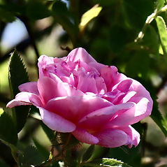 IMG_1844.jpeg
