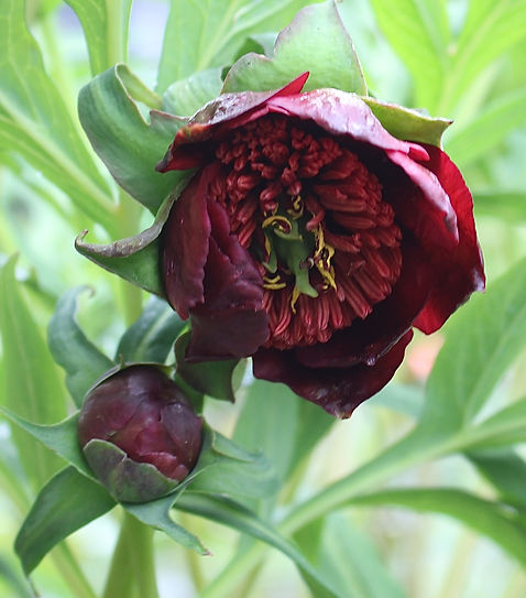 IMG_3118.jpg