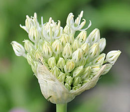 2014hvit allium2099.jpg