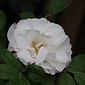 IMG_2337.jpeg