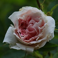 IMG_0978.jpeg