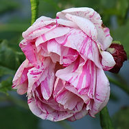IMG_2139.jpeg