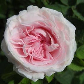 felicite.jpeg