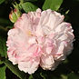 IMG_9495.jpeg