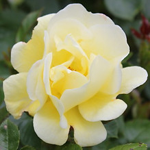 sunburst border6.jpg