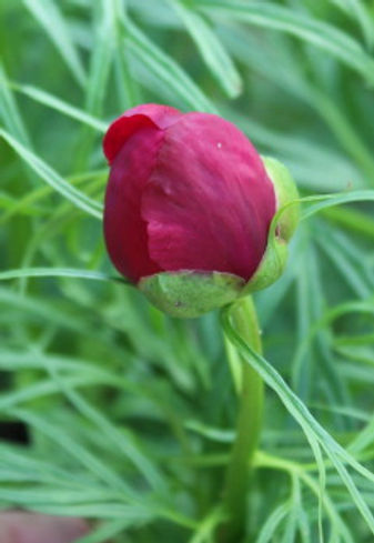 paeonia tenuifolia4.jpg