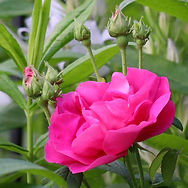 IMG_3696.jpeg