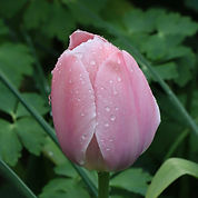 IMG_8254.jpeg