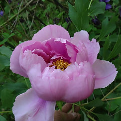 IMG_0062.jpeg