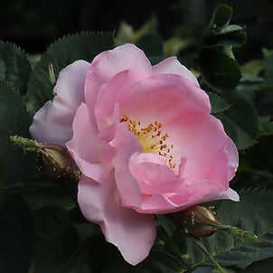 IMG_4266_JPG.jpeg