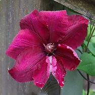 IMG_0888.jpeg