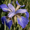 iris helicopter.jpeg