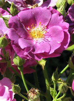 rhapsody in blue3.JPG