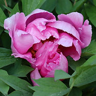 IMG_9755.jpeg