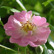 IMG_3943.jpeg