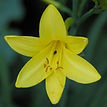 hemerocallis flava3.JPG