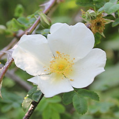 rosa sericea var pteracantha18.jpg