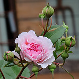 IMG_1168.JPG