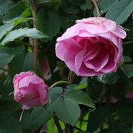 IMG_1035.jpeg