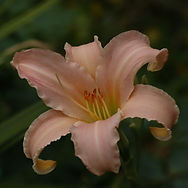 IMG_5339.jpeg