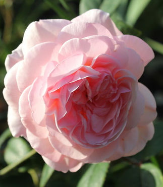 a shropshire lad1.jpg