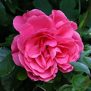 IMG_9593.jpeg