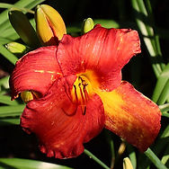 IMG_3836.jpeg