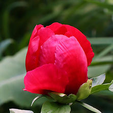 IMG_2642.jpeg
