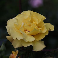 IMG_9160.jpeg
