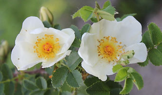 rosa pimpinellifolia var altaica14.jpg