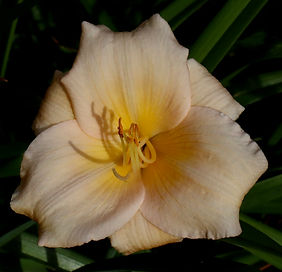 IMG_2224.jpeg