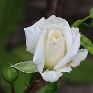 IMG_2425.jpeg