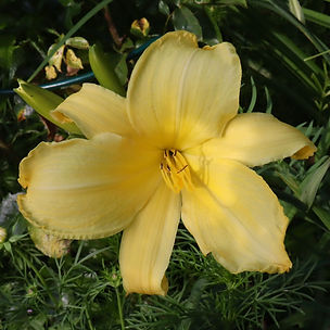 IMG_3484.jpeg