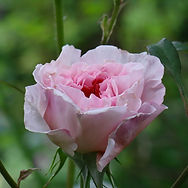 IMG_3389.jpeg