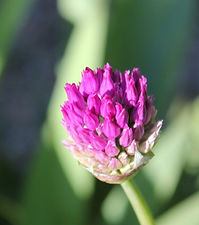 2015allium1.jpg