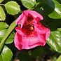 IMG_9424.jpeg