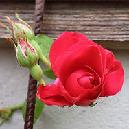 IMG_1520.jpeg