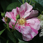 IMG_3711.jpeg