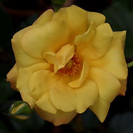 IMG_5461.jpeg