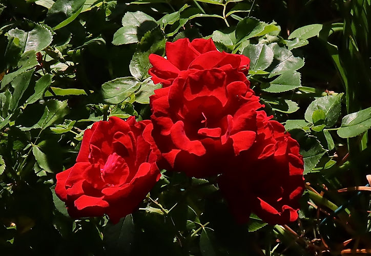 IMG_4594.jpg