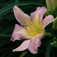 IMG_5948.jpeg