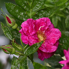 IMG_2661.jpeg