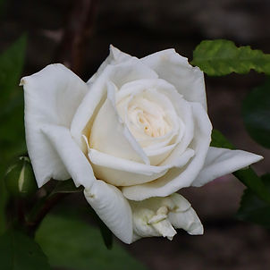IMG_3270.jpeg