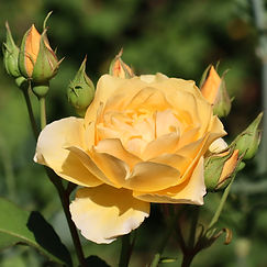 IMG_4197.jpeg