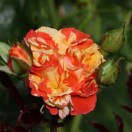 IMG_4000.jpeg