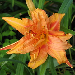 hemerocallis fulva var kwanso1.jpg
