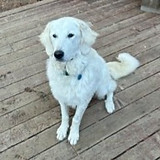 puppyflyer_kuvasz copy 2.jpeg