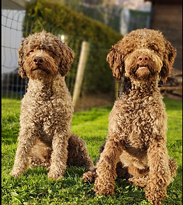 Keano & Halo Sozialbegleit- und Schulhund