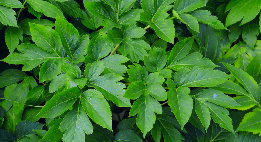 Ashitaba supply chain sustainability